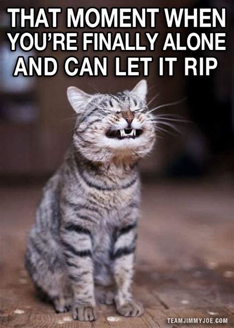 A big list of meme jokes! 15 Ways to Laugh: Funny Pics & Memes | Team Jimmy Joe