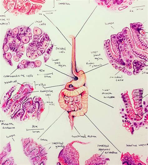 “histology Of The Digestive System Medical Illustration Anatomy And