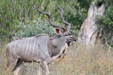 Kudu Wildlife Den South African And Australian Wildlife Photography
