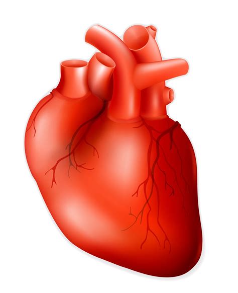 Stockillustraties Clipart Cartoons En Iconen Met Human Heart Anatomy