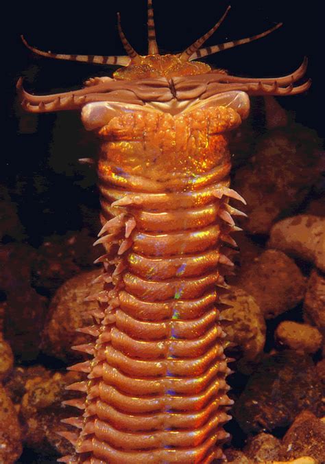 Giant Sea Worm Deep Sea Creatures Ocean Creatures Underwater Creatures