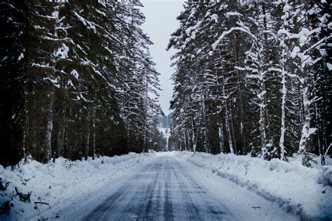 1000 Amazing Winter Forest Photos · Pexels · Free Stock Photos