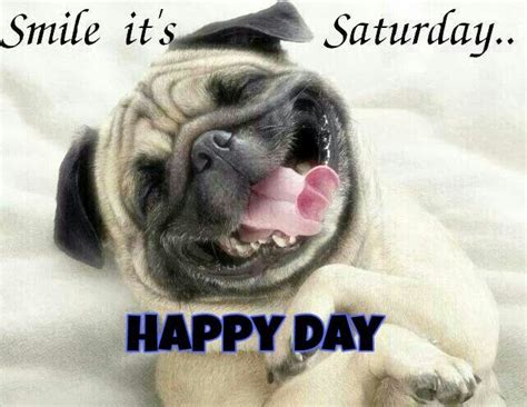 Happy Saturday Funny Pug Pictures Funny Dog Pictures Funny Dog Videos
