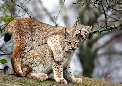 Unfortunately, somebody had gotten her as a kitten and had her declawed, so she would never be able to return to the wild. eurasian lynx on Tumblr
