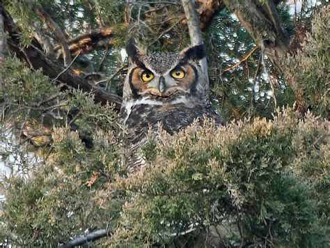 Manhattan Bird Alert on Twitter: "The Queen 👑 of Cedar Hill, Geraldine
