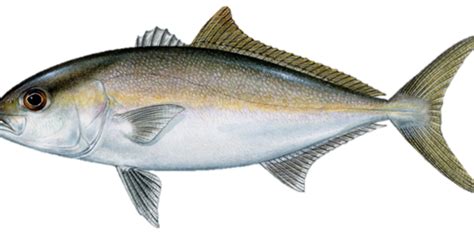 Amberjack Lesser Gulf Of Mexico Fishery Management Council