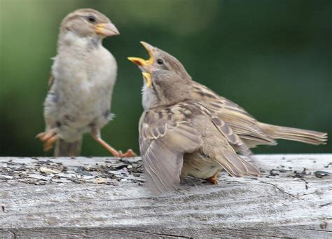 Sarah Lynns Natures Splendor Photos Baby English Sparrows On The