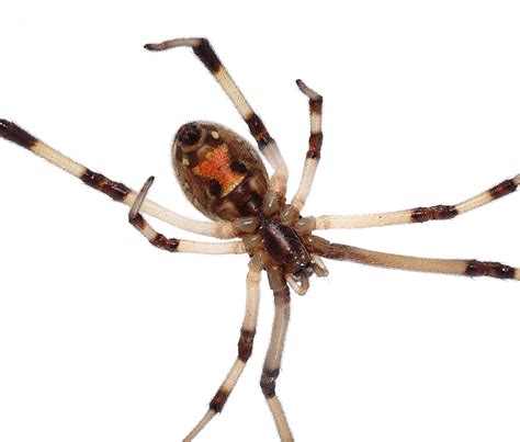 Brown Widow Spiders Are Poisonous