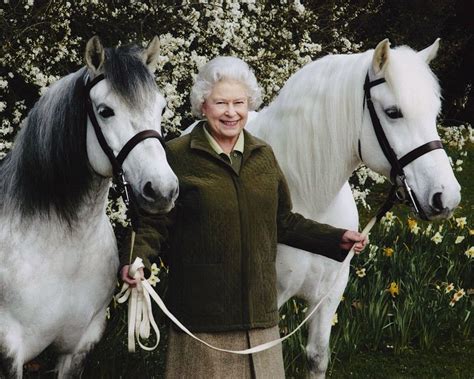royal love story highland pony elizabeth ii  majesty  queen