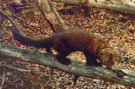 Active play before bedtime may help to ensure that they are more tired out at night, as will trying to keep their minds active and happy during the day. Declining Den Sites: Finding Cavities Fit for a Fisher ...