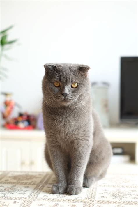 Free Images Vertebrate British Shorthair Fauna Whiskers Small To