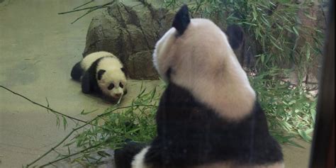 Bao Bao Dcs Baby Panda Will Make Her Public Debut In