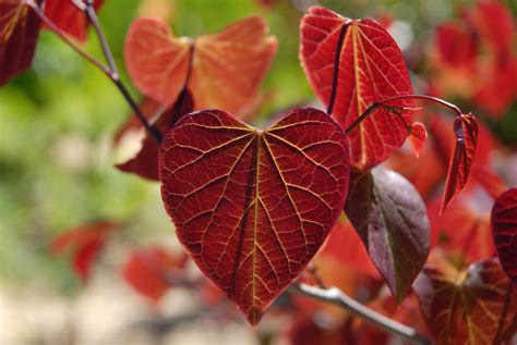 15 Different Types Of Redbud Trees All Varieties Plantsnap