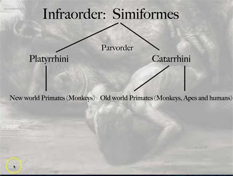 Infraorder Simiforms And Parvorders Platyrrhine Vs Catarrhine