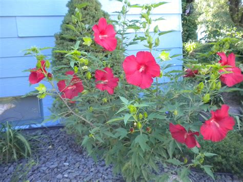 Ashley did an amazing job guiding us through the poses and allowing us to go at our pace. Lord Baltimore Hibiscus. Zone 4 Outside all year around ...