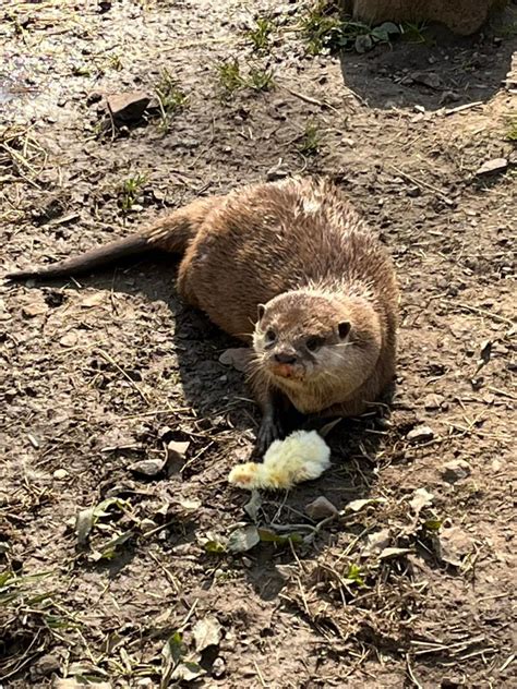 Asian Short Clawed Otter Zoochat