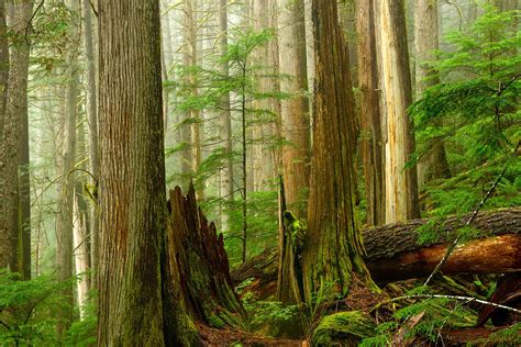 Ancient Forest Print Old Growth Forest Pacific Northwest Fine Etsy