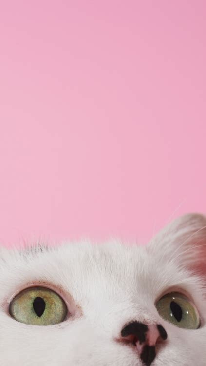 A collection of the top 57 aesthetic cat wallpapers and backgrounds available for download for free. pink aesthetic lock screen | Tumblr