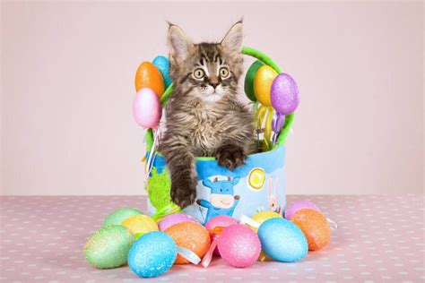 Pin By Laura Sebastiana On Bunny And Easter Easter Cats Pet Holiday