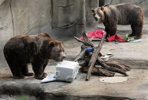 Cleveland Metroparks Zoo Forced To Euthanize 35 Year Old Grizzly Bear