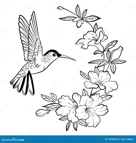 Vector Illustration Of A Hummingbird Stylized Flying Bird Drawing