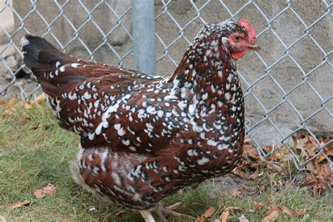 Speckled Sussex Chickens Backyard Chickens Raising Backyard Chickens