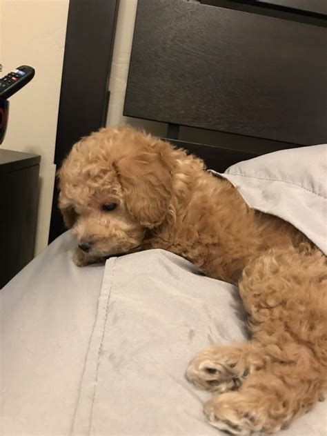 At times we may only have a few cavapoo available so we do hope you. Toy Poodle Puppies For Sale | Tucson, AZ #318755 | Petzlover