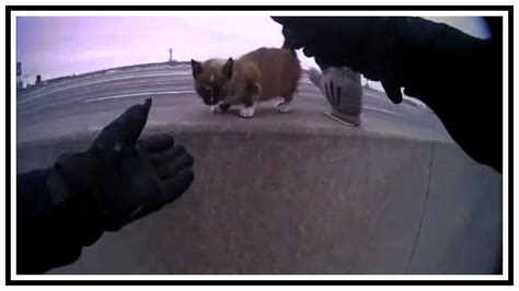 Police Officer Rescues Kitten On Highway Median | Body Cam | United