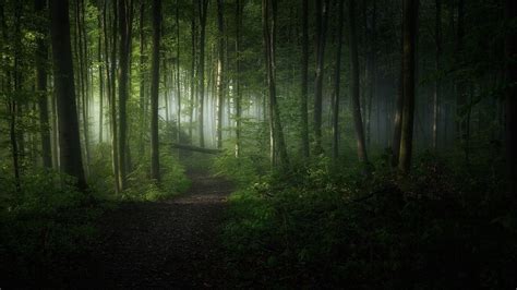 905486 4k Mist Green Trees Rare Gallery Hd Wallpapers
