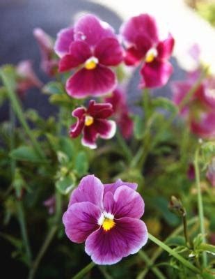 They are typically grown in hanging baskets as indoor plants. Flowers That Don't Need Much Sun (with Pictures) | eHow