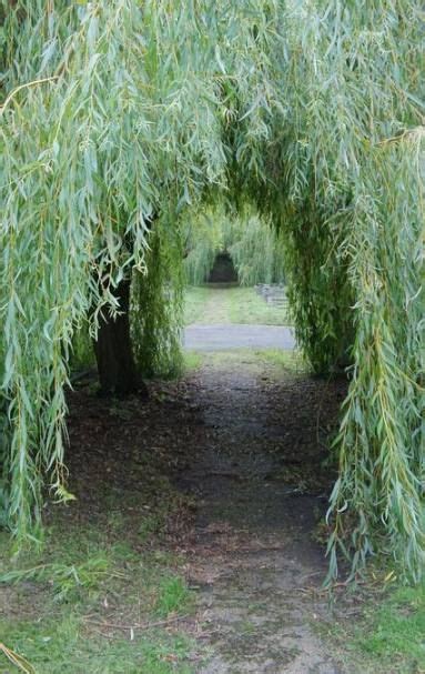 45 Ideas Weeping Willow Tree Aesthetic Tree Willow Trees Garden