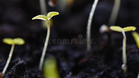 Green Sprout Growing From Ground Dewy Young Leaves Sprouting Plants