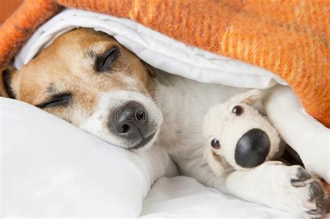 Sonhos Doces Sonhos Doces De Duas Meninas Que Dormem Na Cama Sono Das Irms Das Meninas Na Noite