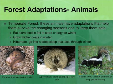 Ppt Habitats And Adaptations Powerpoint Presentation Free Download