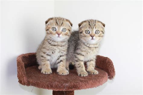 3617 south dutch mill road madison, wisconsin, 53718. Scottish Fold Cats For Sale | Madison, WI #263097
