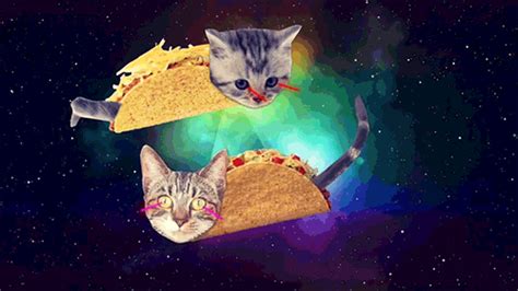 Yogopanda Cats Tumblr Taco Cat Cats