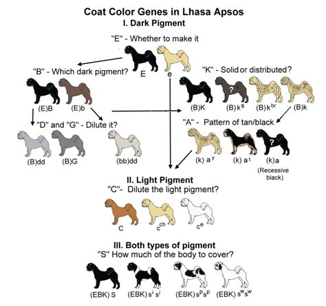 Labrador Color Breeding Chart