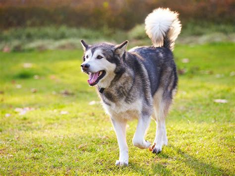 30 Large Dog Breeds That Make The Best Pets Adopt A Pet