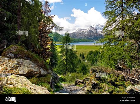 Sommerlandschaft Am Silser See Oberengadin Schweiz Summer Landscape