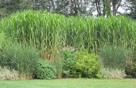 Here are a few points to consider before making your choice Miscanthus Giganteus Privacy Screen Ornamental Grass for ...