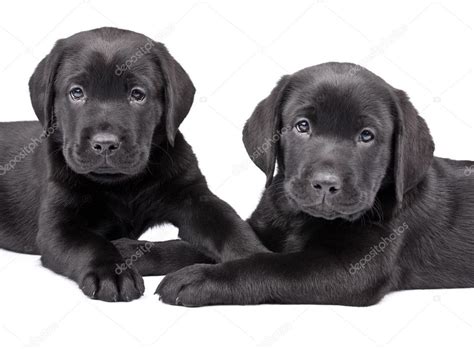 Two Black Labrador Puppies — Stock Photo © Pumba1 2678482