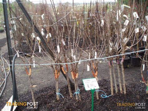 Fruit Trees Double Grafted