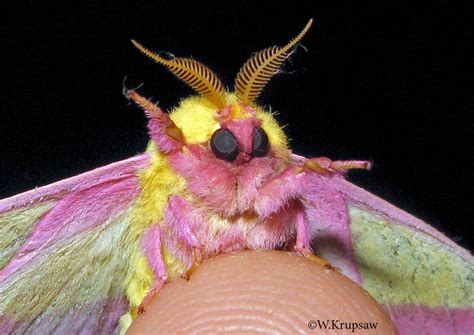 Rosy Maple Moth Dryocampa Rubicunda Fabricius 1793 Butterflies And