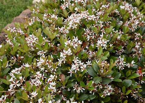 As the weather starts cooling down, you'll need something to brighten up the crisp mornings and chilly evenings. Indian hawthorns give spring blooms | Mississippi State ...