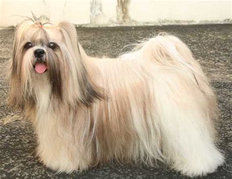 Keunikan pada bulu yang menyerupai rambut dan menutupi mata hingga telinga ini membuat banyak orang gemas dengannya. Pejantan Shih Tzu Marvel King Of Fighter di Jakarta