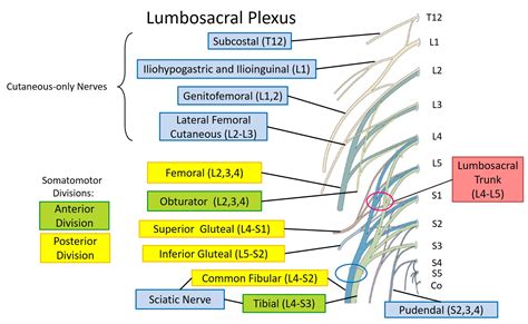 Lumbosacral Plexus And Innervation Of Lower Limb Human Anatomy For