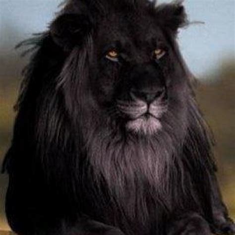 Rare Black Lion Beautiful Posters Pinterest