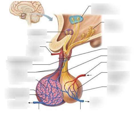 Hypothalamus And Pituitary Diagram Quizlet