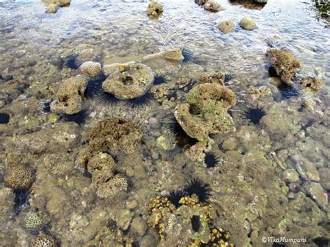 Preventing And Treating Sea Urchin Puncture Injury