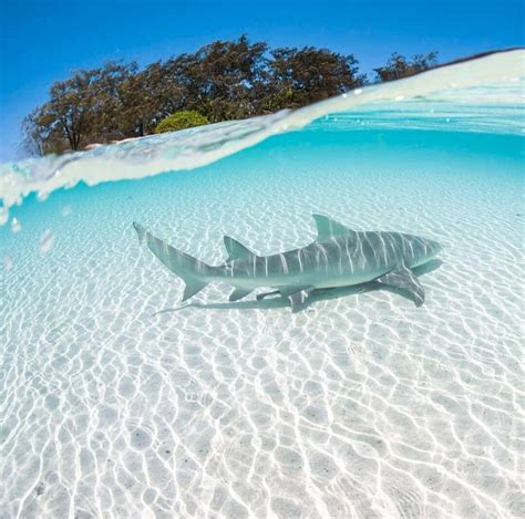 A Lemon Shark Cruising Only Meters From A Beach On Heronisland